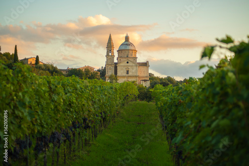 Photography Catedral of montepulciano and vineyard