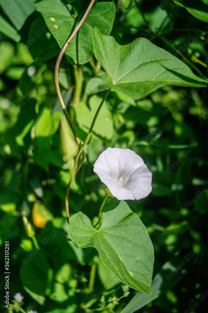 Convolvulus arvensis (field bindweed) is a species of bindweed that is rhizomatous and is in the morning glory family (Convolvulaceae), native to Europe and Asia. Convolvulus arvensis (field bindweed) is a species of bindweed that is rhizomatous and is in the morning glory family (Convolvulaceae), native to Europe and Asia.