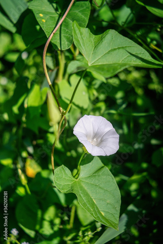 Convolvulus arvensis (field bindweed) is a species of bindweed that is rhizomatous and is in the morning glory family (Convolvulaceae), native to Europe and Asia.