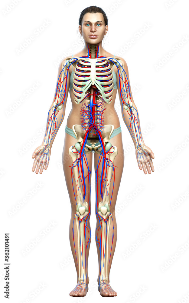3d rendered medically accurate illustration of the female circulatory and skeleton system 3d rendered medically accurate illustration of the female circulatory and skeleton system