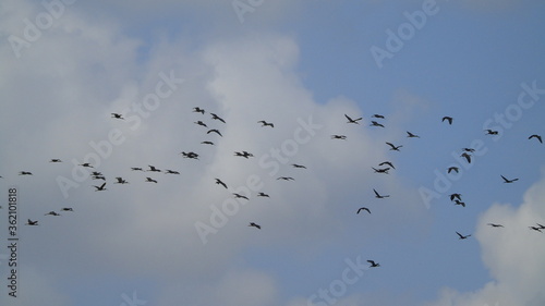 flock of birds