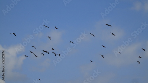 flock of seagulls