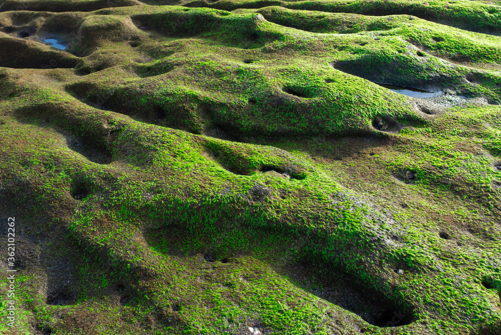 green algae on a hilly stone by the sea. green algae on a hilly stone by the sea.