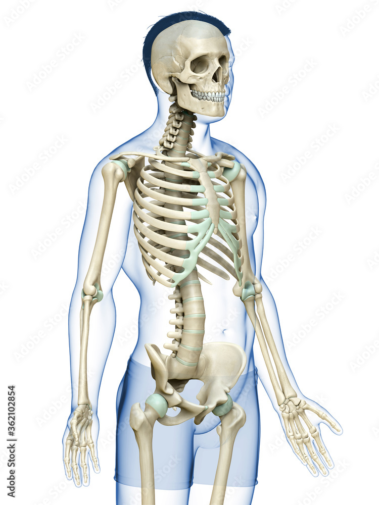 3d rendered, medically accurate illustration of a male skeleton system 3d rendered, medically accurate illustration of a male skeleton system