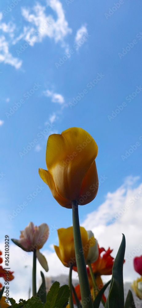 Obraz premium flowers and sky