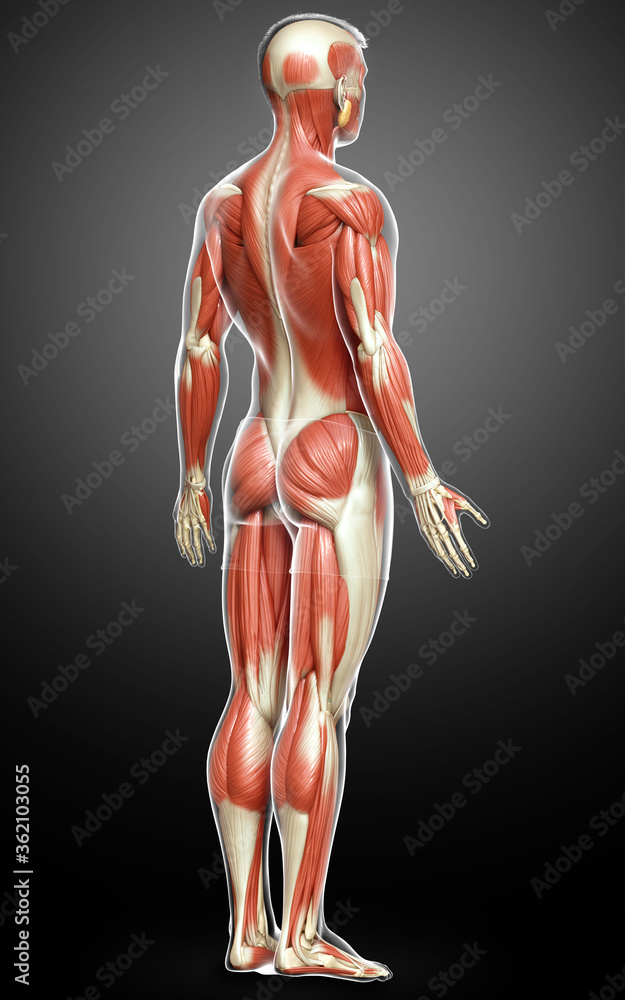 3d rendered medically accurate illustration of a male muscle system 3d rendered medically accurate illustration of a male muscle system