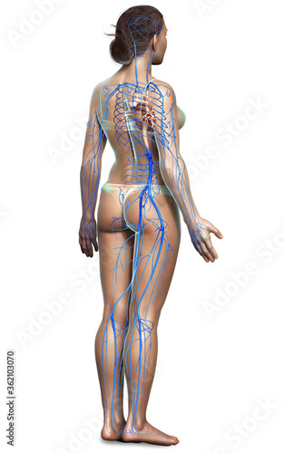 3d rendered medically accurate illustration of a female Veins anatomy