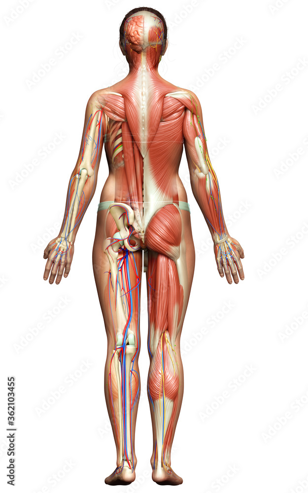3d rendered medically accurate of the female anatomy 3d rendered medically accurate of the female anatomy