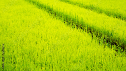 Rice Field after Rain,Northern Thailand