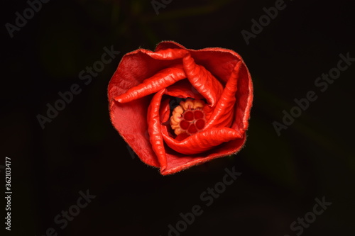 Hibiscus closed Images, viewed from the front.