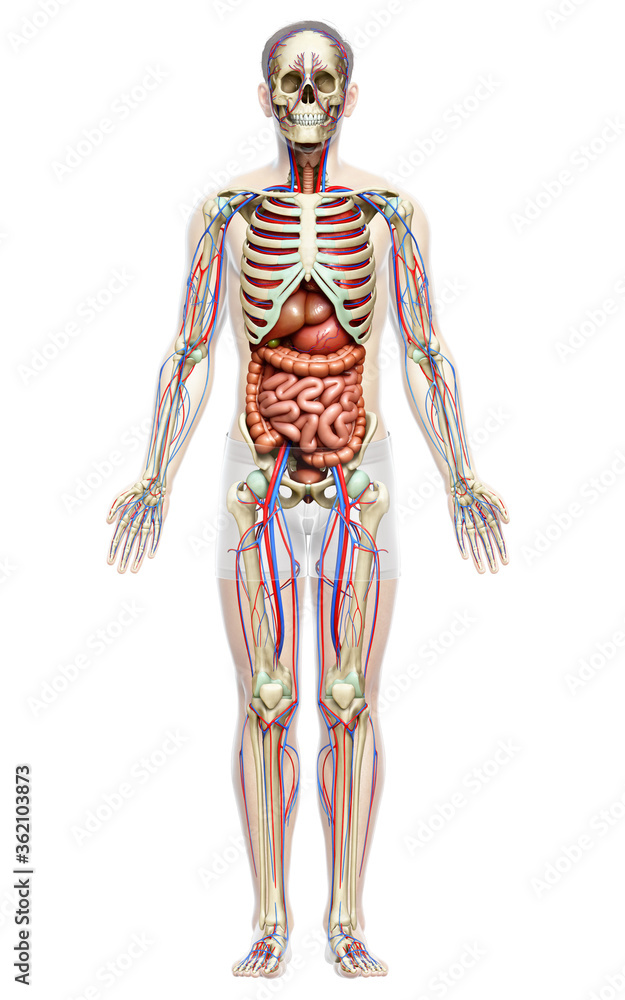 3d rendered medically accurate illustration of male Internal organs, skeleton and circulatory system