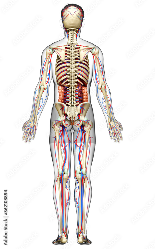 3d rendered medically accurate illustration of male Internal organs, skeleton and circulatory system 3d rendered medically accurate illustration of male Internal organs, skeleton and circulatory system
