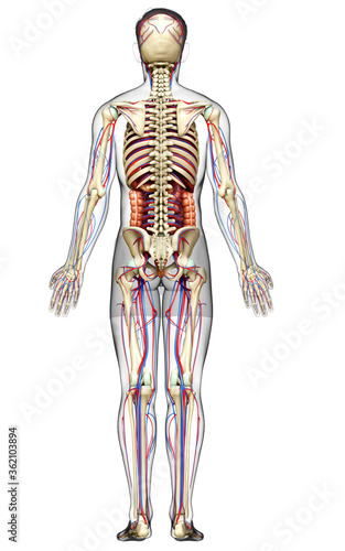 3d rendered medically accurate illustration of male Internal organs, skeleton and circulatory system