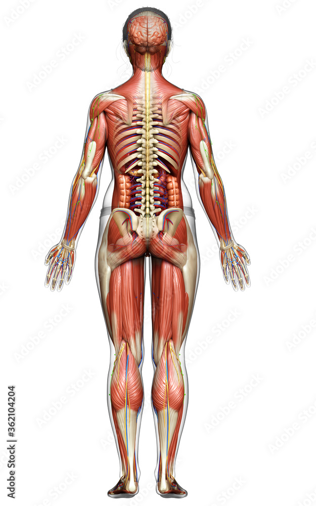 3d rendered medically accurate of the female anatomy 3d rendered medically accurate of the female anatomy