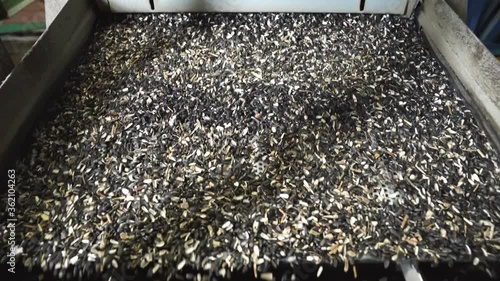 mechanical sorter, sifter sunflower seeds at factory.
