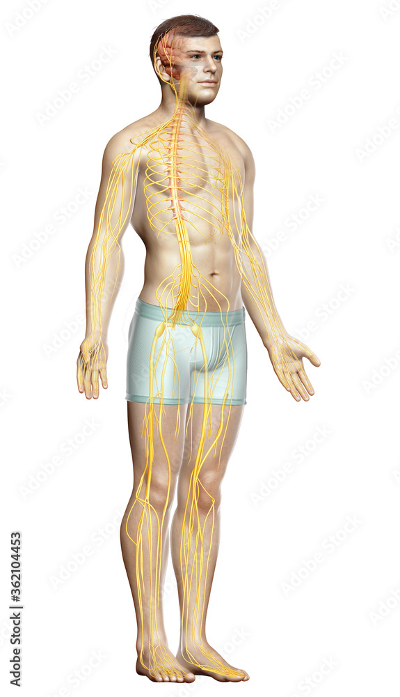 3d rendered medically accurate illustration of a male nervous system 3d rendered medically accurate illustration of a male nervous system