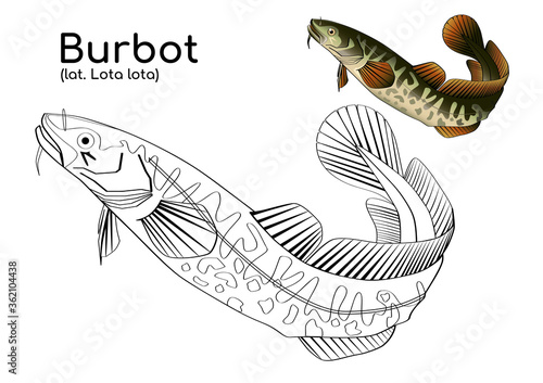 Coloring book with a colored example of burbot. Vector fish in lines and in color. photo