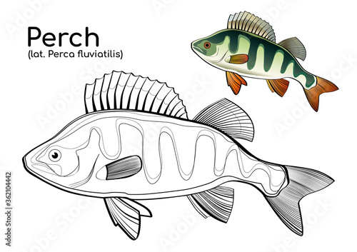 Coloring book with a colored example of perch. Vector fish in lines and in color.