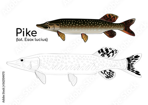 Coloring book with a colored example of pike. Vector fish in lines and in color.