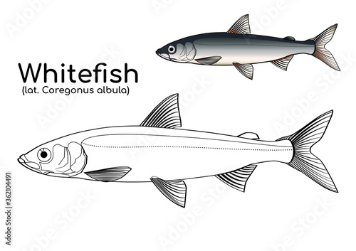 Coloring book with a colored example of Northern fish vendace. Vector whitefish of Siberia in lines and in color. photo