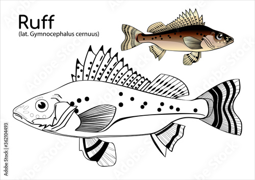 Coloring book with a colored example of ruff. Vector fish in lines and in color.