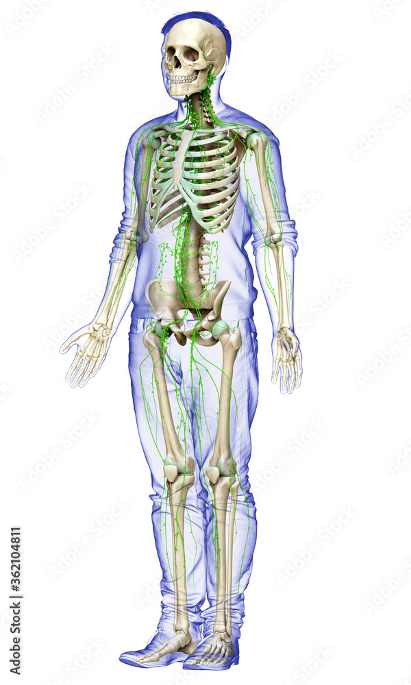 3d rendered medically accurate illustration of a male lymphatic system 3d rendered medically accurate illustration of a male lymphatic system