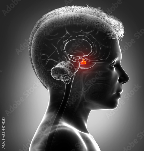 3d rendering medical illustration ofa boy Brain anatomy PITUITARY GLAND - cross section photo