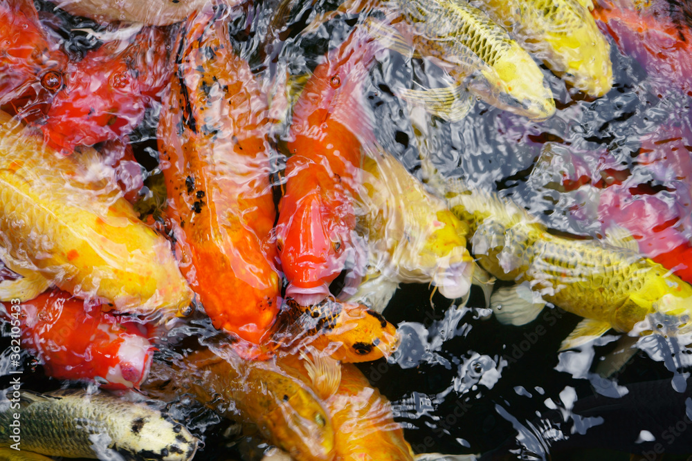 golden and yellow or red koi fish or many fancy carp group and colorful for lucky pet in pond or pool and farm with clean and clear water on top view