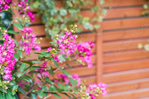 crepe myrtle flowers in garden © xiaoliangge
