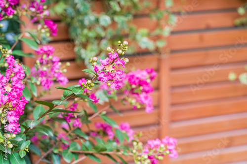 Fototapeta Naklejka Na Ścianę i Meble -  crepe myrtle flowers in garden