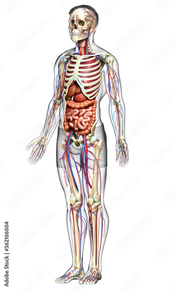 3d rendered medically accurate illustration of male Internal organs, skeleton and circulatory system