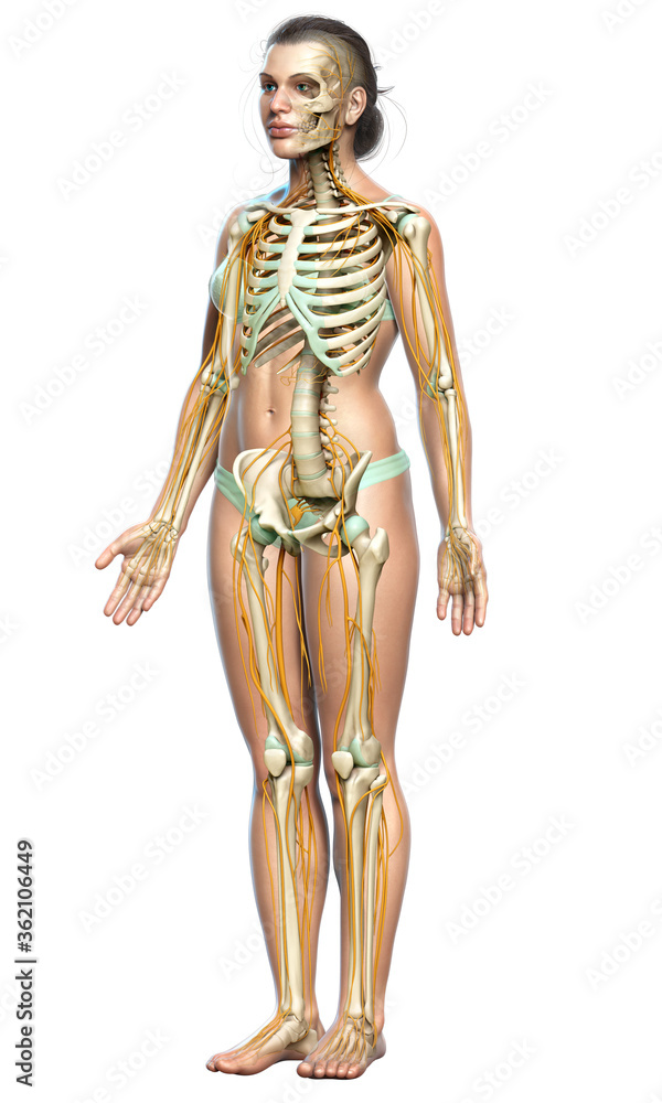 3d rendered medically accurate illustration ofa female nervous system and skeleton system 3d rendered medically accurate illustration ofa female nervous system and skeleton system