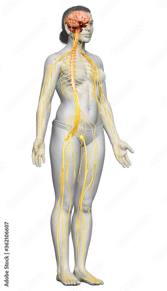 3d rendered medically accurate illustration of a female nervous system