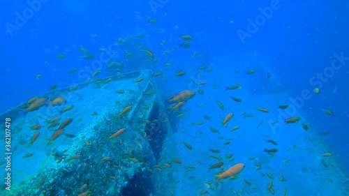 Schools of Swarming Orange Anthias over Irabu Shipwreck at Miyakojima Okinawa, Japan photo