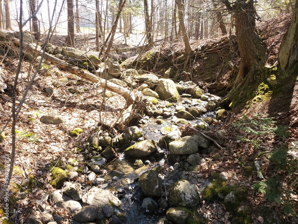 River in the woods River in the woods