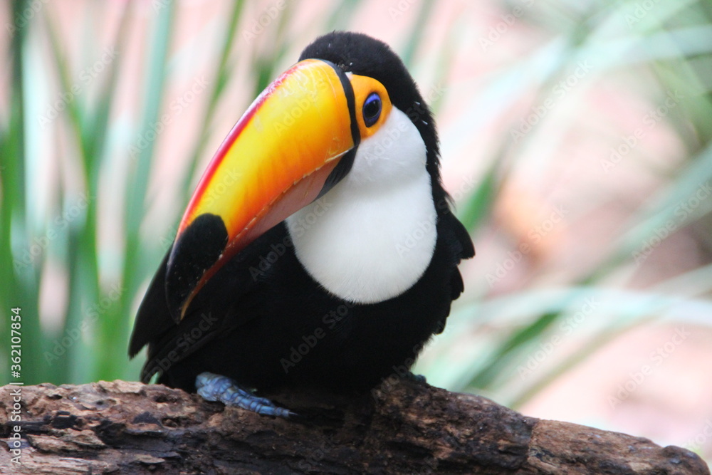 Toucan, Bird Park, Iguassu, Brazil. Toucan, Bird Park, Iguassu, Brazil.