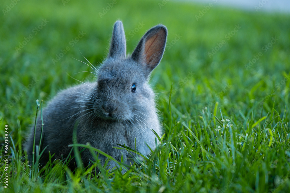 close up portrait of an adorable grey bunny sitting on the tall green grasses looking at you close up portrait of an adorable grey bunny sitting on the tall green grasses looking at you
