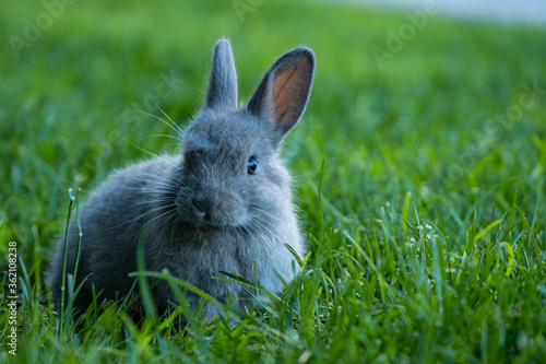 close up portrait of an adorable grey bunny sitting on the tall green grasses looking at you