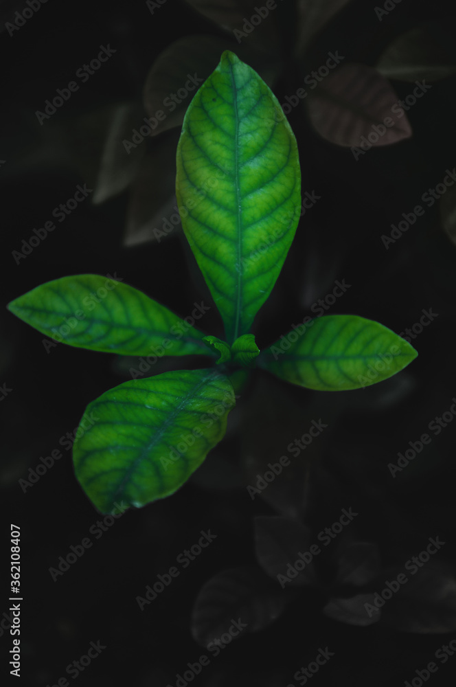 Green Plant Green Plant