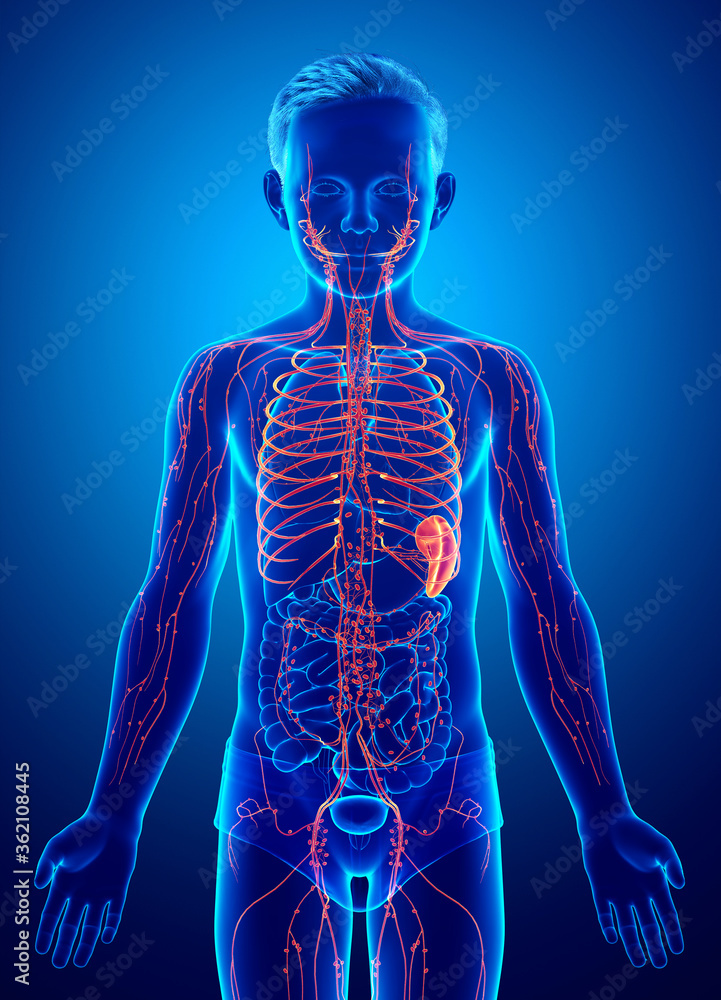 3d rendered, medically accurate illustration of a boy lymphatic system 3d rendered, medically accurate illustration of a boy lymphatic system