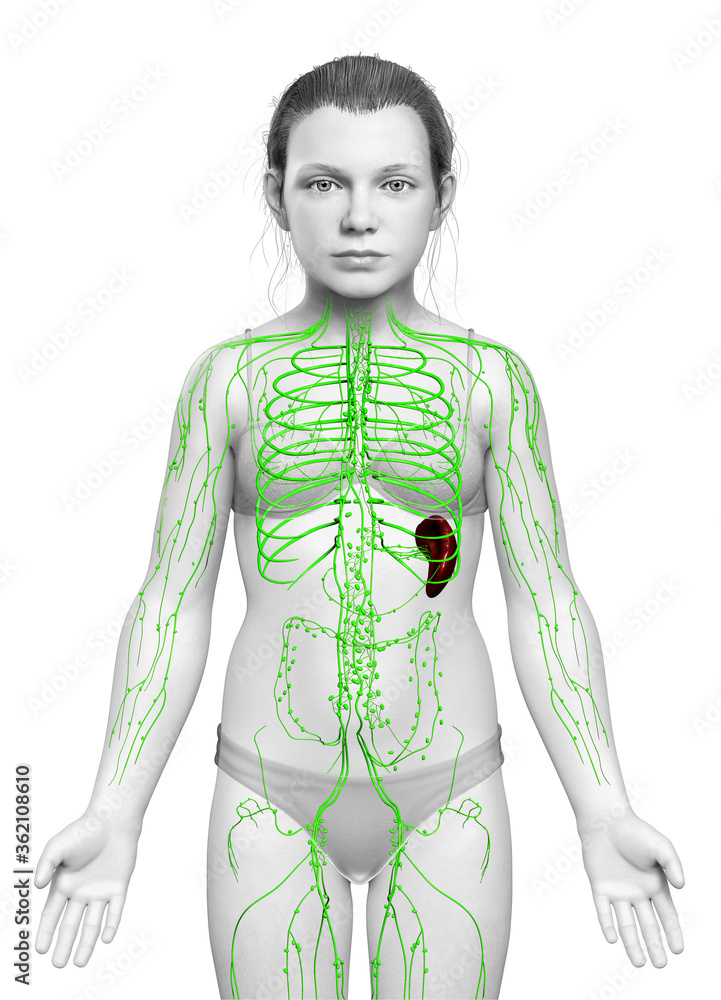 3d rendered medically accurate illustration of a young girl lymphatic system 3d rendered medically accurate illustration of a young girl lymphatic system
