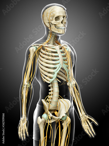 3d rendered medically accurate illustration of the nervous system and skeleton system