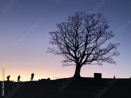 sunset and tree in the park ,japan,kanagawa 