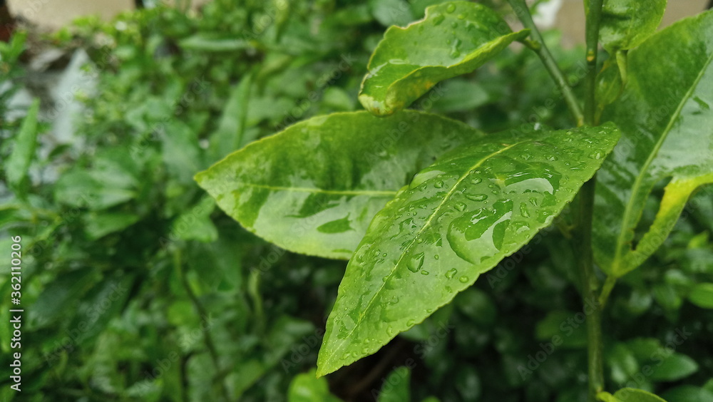 green leaves with water drops, natural wallpaper for advertisement or printing diary cover or page green leaves with water drops, natural wallpaper for advertisement or printing diary cover or page