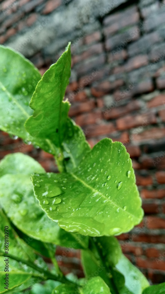 green leaves with water drops, natural wallpaper for advertisement or printing diary cover or page green leaves with water drops, natural wallpaper for advertisement or printing diary cover or page