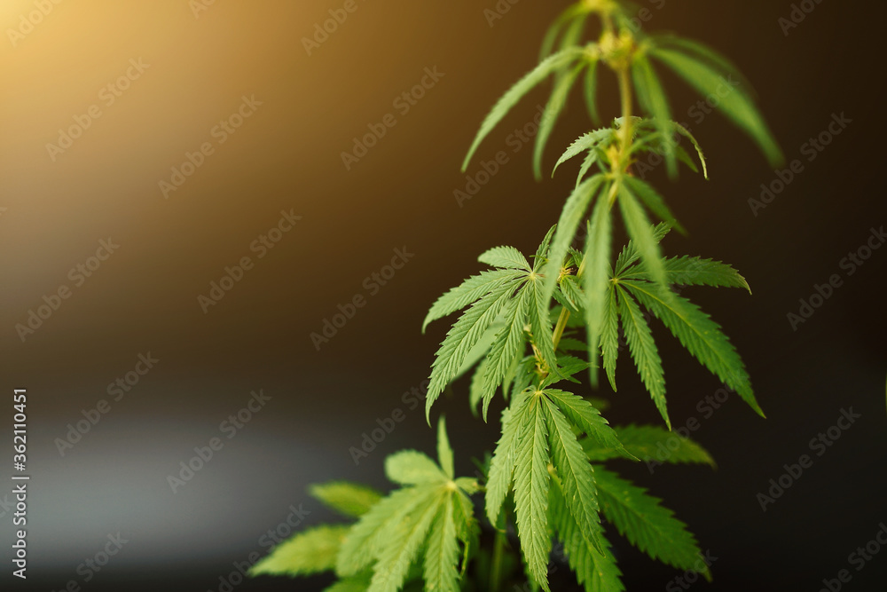 Green bush of hemp on dark background with sun exposure in the form of the sun, background image. Themed photos of hemp and marijuana. Beautiful background of green hemp flowers. Place for copy space Green bush of hemp on dark background with sun exposure in the form of the sun, background image. Themed photos of hemp and marijuana. Beautiful background of green hemp flowers. Place for copy space