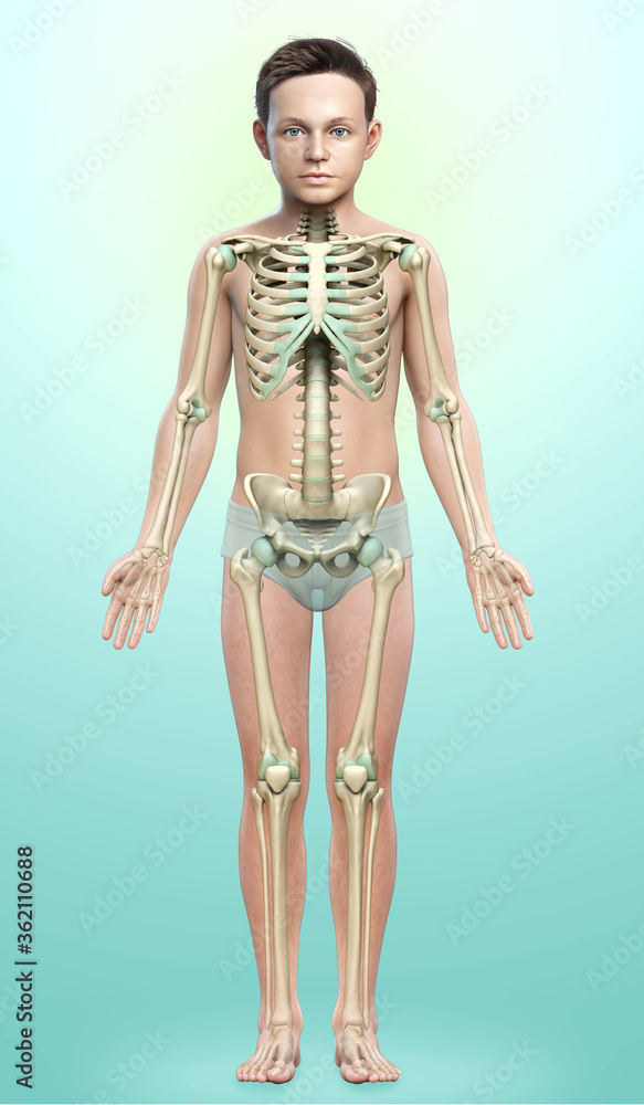 3d rendered, medically accurate illustration of a young boy skeleton system 3d rendered, medically accurate illustration of a young boy skeleton system