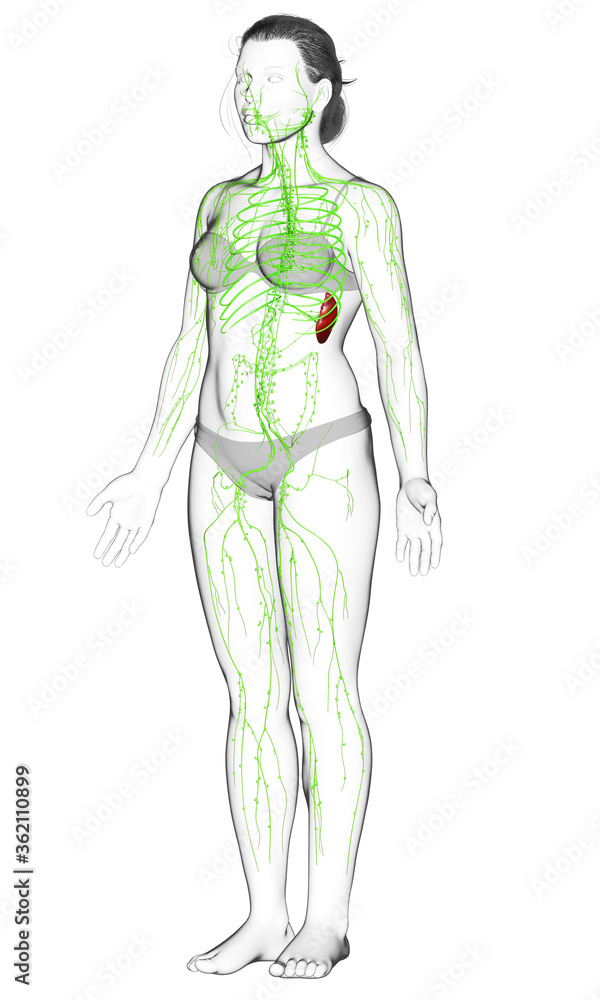 3d rendered medically accurate illustration of a female lymphatic system 3d rendered medically accurate illustration of a female lymphatic system