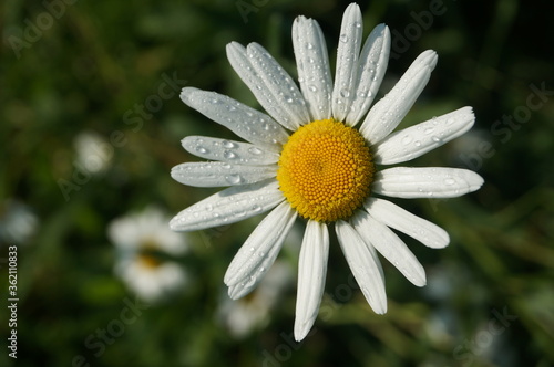 big beautiful camomile whith dew
