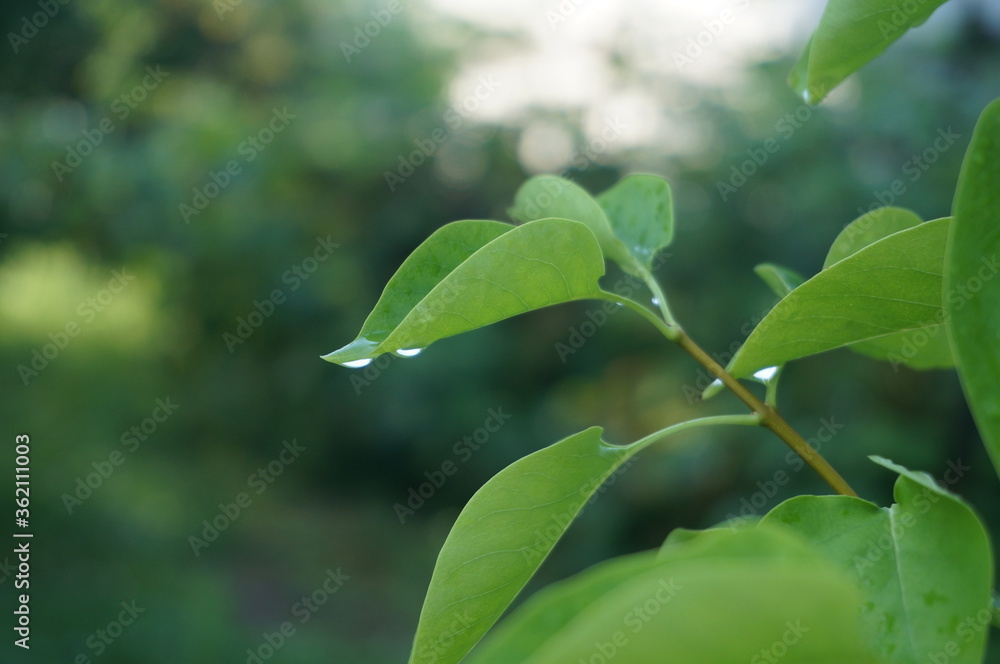 green leaves in the morning whith dew green leaves in the morning whith dew